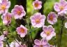 Anemonenblumen rosa