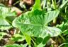 Comment lutter contre les mauvaises herbes sur les murs