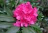 Kwiat rododendronu