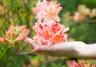 Pielęgnacja rododendronów