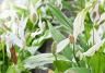 Home-boosting houseplants | David Domoney | Miracle-Gro