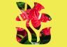 Colourful Indoor Plants For Your Home