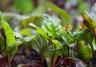 Winter vegetable patch