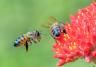 Bees on flowers