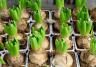 Bulb Planting Guide