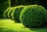 Buxus