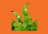 Most common lawn weeds 