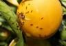 Common Citrus Pest & Disease