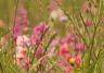 Blumen für Bienen