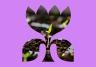 germinate seeds