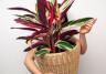 top indoor plant trends this year