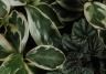 Indoor House Plant