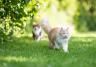 Plantes répulsives de chats: notre top 3 | Ilovemygarden