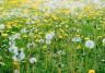 Yellow dandelion flowers and white seed heads growing across a grassy field