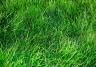 Lawn fertiliser commercial