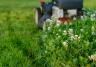 Mastering Lawn Weed Control