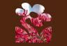 5 Best Australian Native Plants To Grow