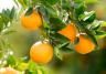 How to grow citrus trees | Love the Garden