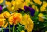Winter flowers 