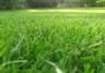 Perfect lawn