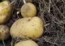 What are the easiest vegetables to grow?