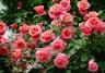 Growing Beautiful Roses at Home
