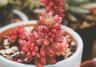 Pink Jelly Beans (Sedum rubrotinctum 'Aurora')