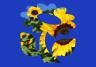 The easiest flowers and vegetables for beginner gardeners