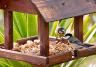 Bird tables for small birds