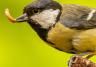 How to attract birds to your garden