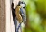 Un nichoir pour oiseaux dans le jardin