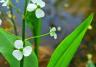 Aquatic plants