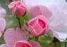 How to grow roses