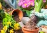 Planting in beds and borders