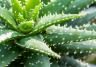 aloe vera pflegen