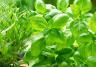 Growing herbs for cooking