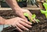 How to create a vegetable garden