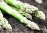 How to grow asparagus