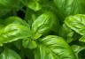 basilicum planten