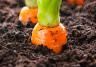 How to grow carrots