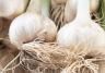 Knoblauch anbauen