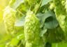 How to grow hops