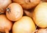 How to grow onions
