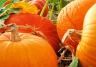 How to grow pumpkins