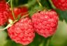himbeeren anbauen
