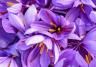 How to grow saffron