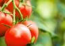 Pomidory