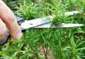 How to start growing herbs in your garden