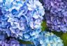 Growing hydrangeas