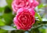 Growing patio roses in pots | Love the Garden